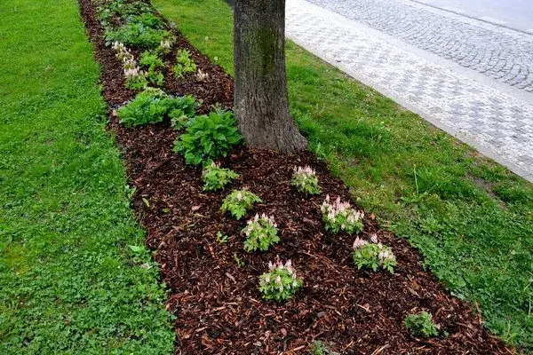 Professional landscape services